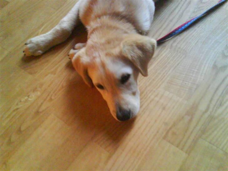 Blanding af racer simba  billede 9