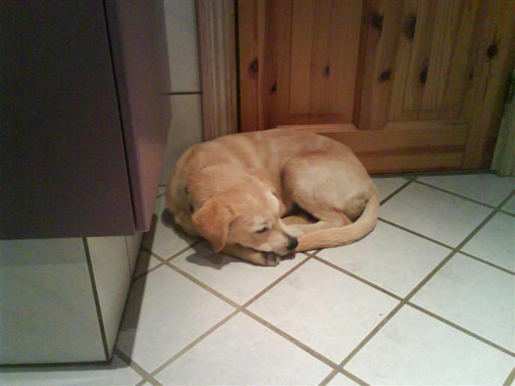 Blanding af racer simba  billede 10