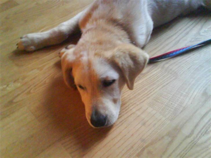 Blanding af racer simba  billede 11