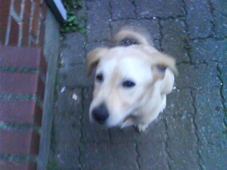 Blanding af racer simba  billede 12