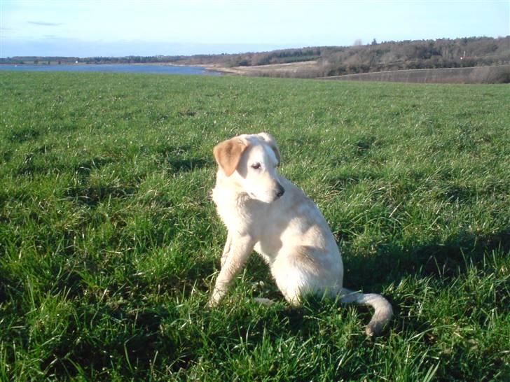 Blanding af racer simba  billede 13