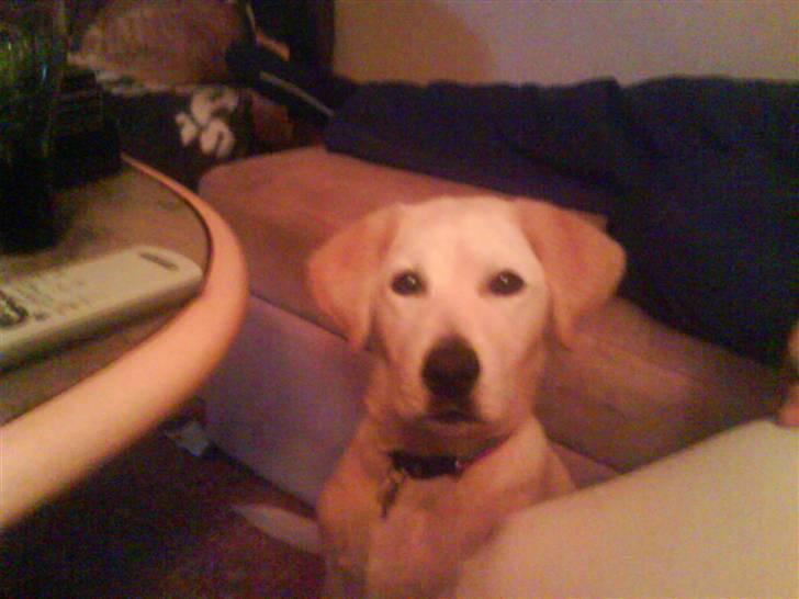 Blanding af racer simba  billede 14