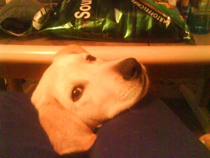 Blanding af racer simba  billede 15