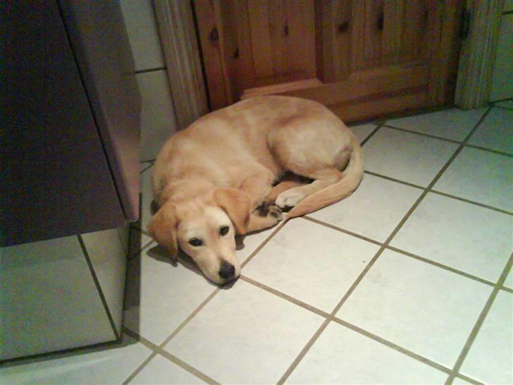 Blanding af racer simba  billede 16