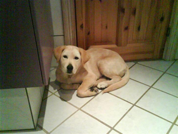 Blanding af racer simba  billede 17