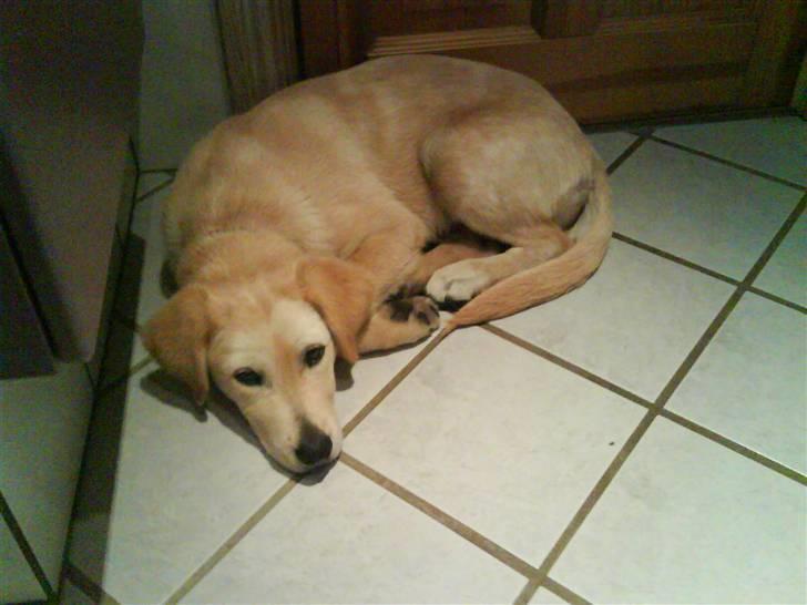 Blanding af racer simba  billede 18