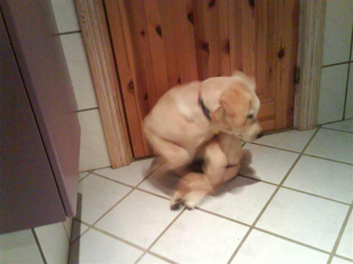 Blanding af racer simba  billede 19