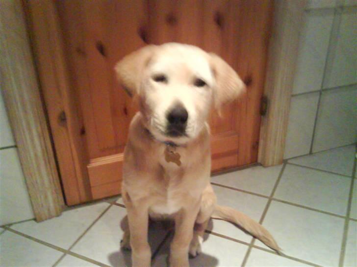 Blanding af racer simba  billede 20