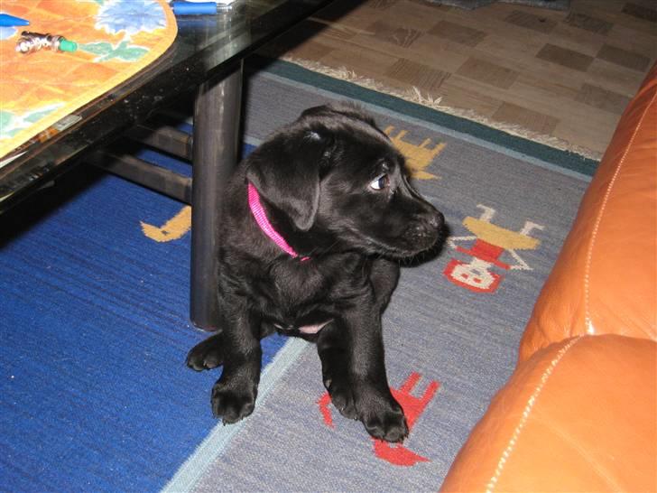 Labrador retriever Bella - Holder lige på bordet så det ikke vælter. billede 8