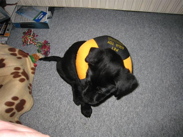 Labrador retriever Bella - sådanne går det når man skal lege alene. billede 9