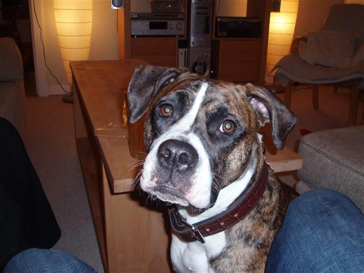 Blanding af racer Raya - Raya billede 1