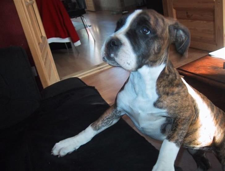 Blanding af racer Raya - Raya som 4 mdr. gammel billede 2