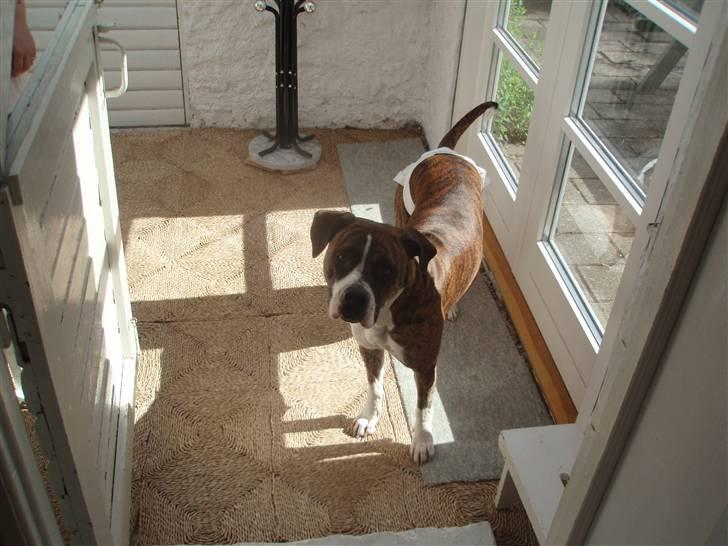 Blanding af racer Raya - Raya i sommerhus billede 3