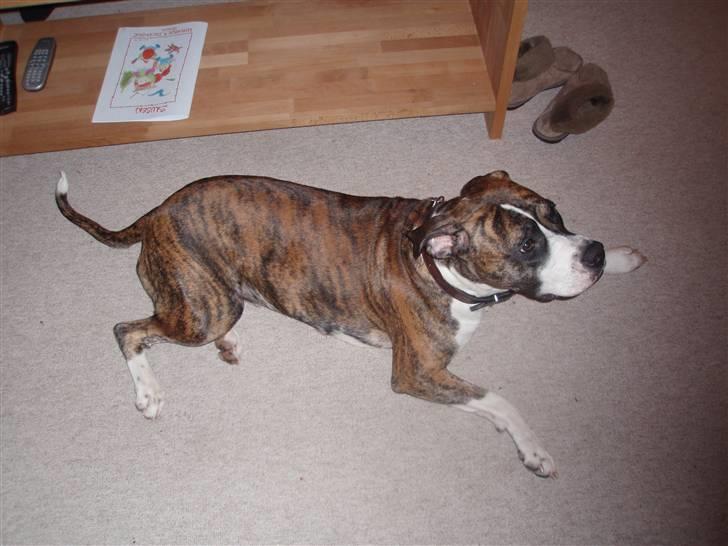 Blanding af racer Raya - Raya ser TV billede 4