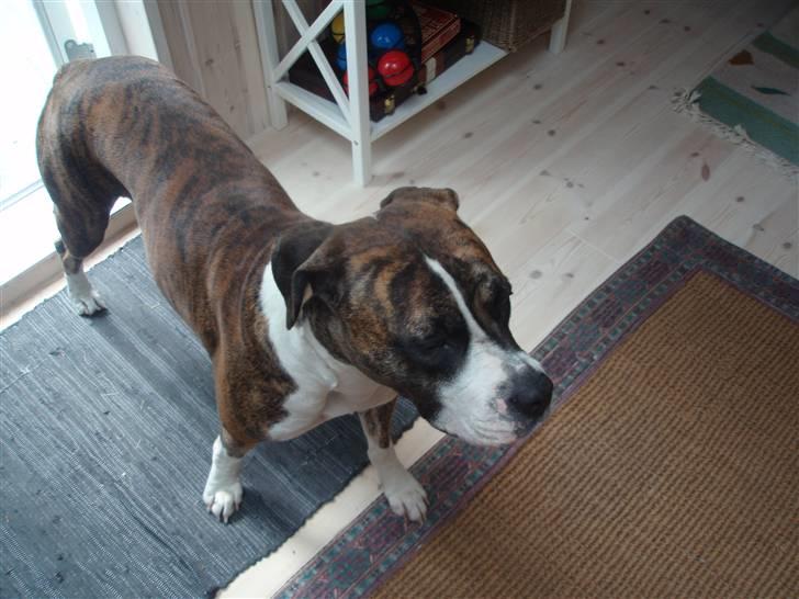 Blanding af racer Raya - Raya i sommerhus billede 5