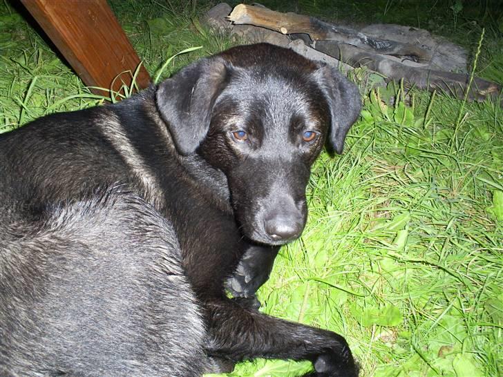 Blanding af racer Pawi R.I.P - På tur til Drejø! billede 9