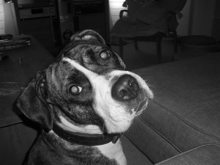 Blanding af racer Raya - Raya  billede 6