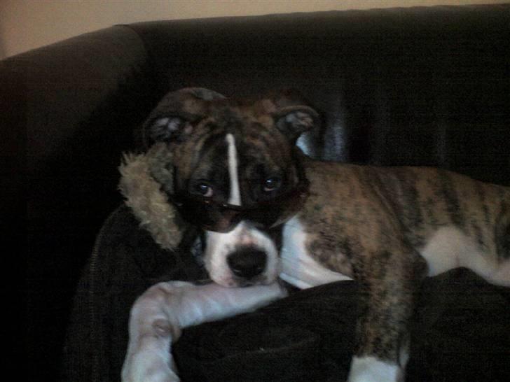 Blanding af racer Raya - Raya med solbriller billede 7