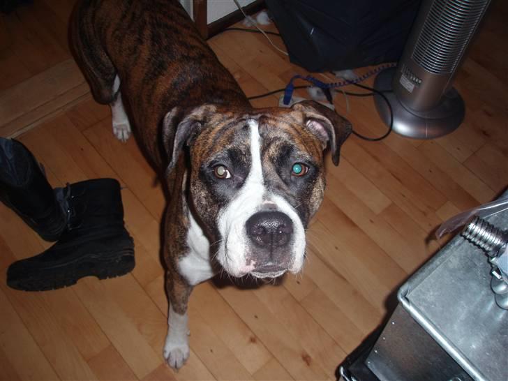 Blanding af racer Raya - Raya billede 8