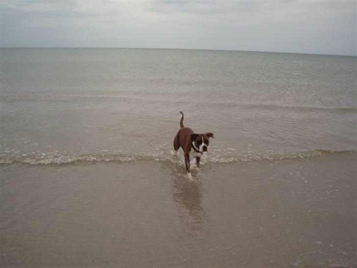 Blanding af racer Raya - Raya på stranden billede 9