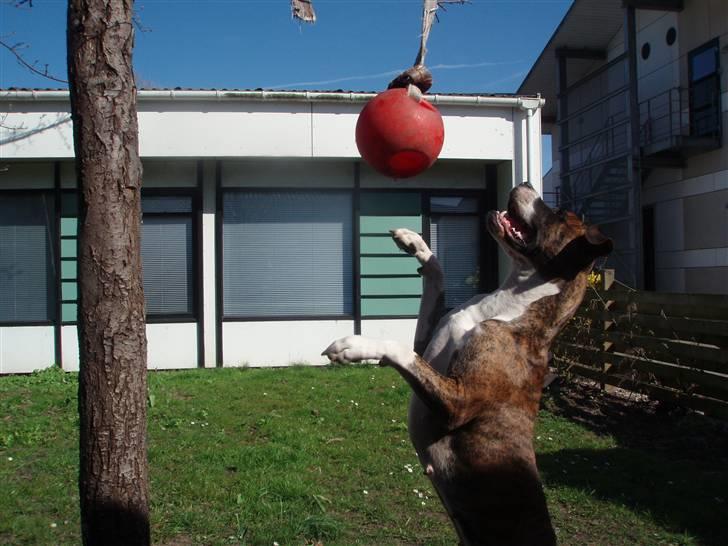 Blanding af racer Raya - Raya leger i haven billede 11