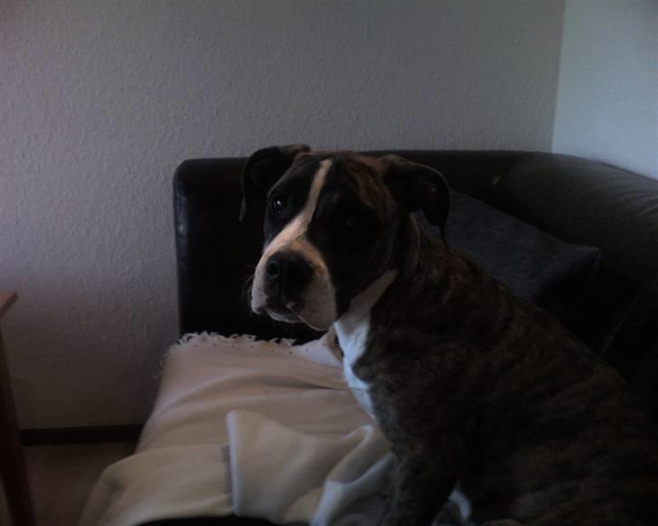 Blanding af racer Raya - Raya billede 12