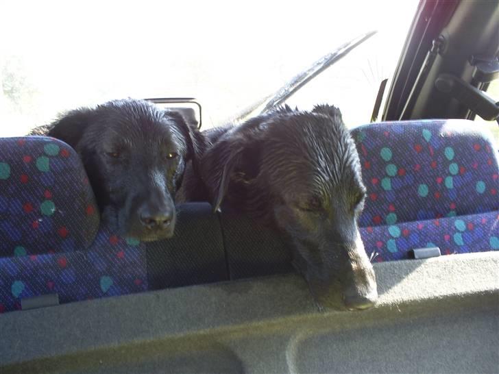 Blanding af racer Pawi R.I.P - Træt efter en tur på stranden med søs. (Pawi er venstre) billede 11