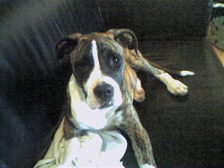 Blanding af racer Raya - Første dag med Raya billede 13