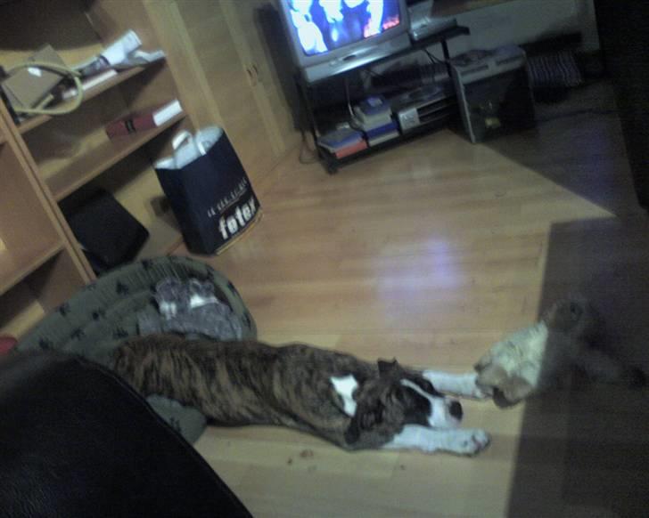 Blanding af racer Raya - Raya flyder på gulvet billede 14