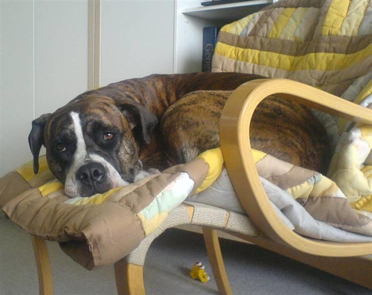 Blanding af racer Raya - Raya putter i stolen billede 17