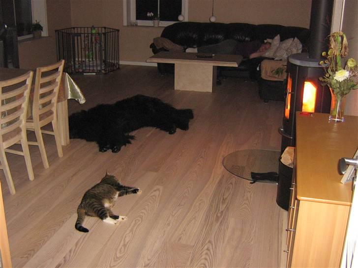 Newfoundlænder Samson (R.I.P 15.juni 09) billede 13