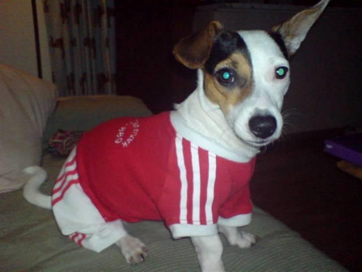 Jack russell terrier Selma :( død 28/7 10:( - Man er vel Aab fan...kom så gutter nu skal vi se bold, drikker pils og spise hodder! billede 16