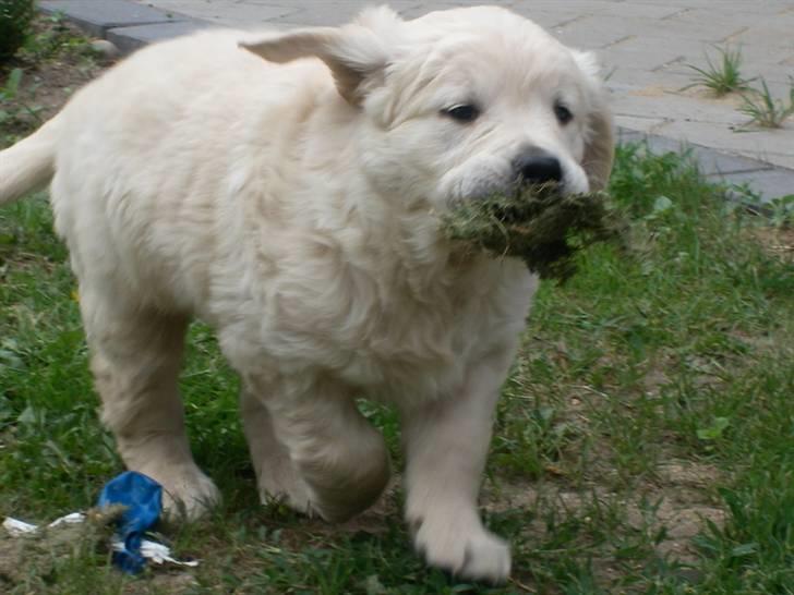 Golden retriever Lapija´s Bulder Balou billede 1