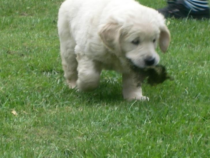 Golden retriever Lapija´s Bulder Balou billede 2