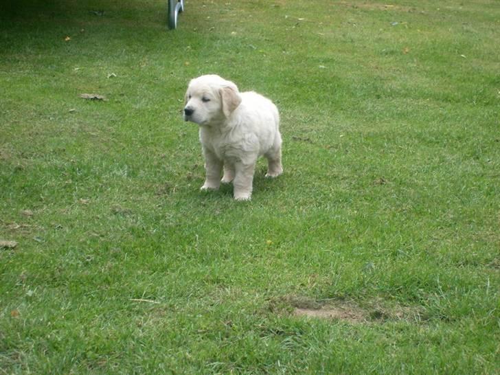 Golden retriever Lapija´s Bulder Balou billede 3