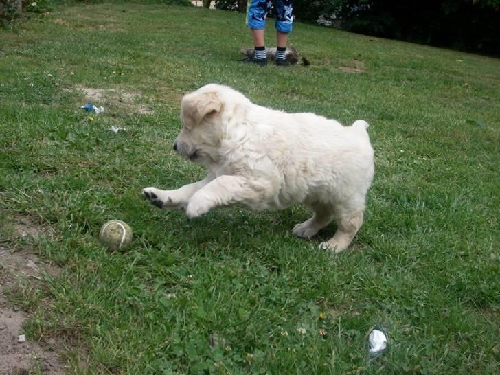 Golden retriever Lapija´s Bulder Balou billede 4