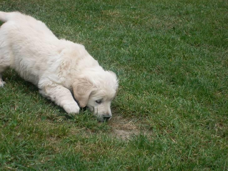 Golden retriever Lapija´s Bulder Balou billede 5