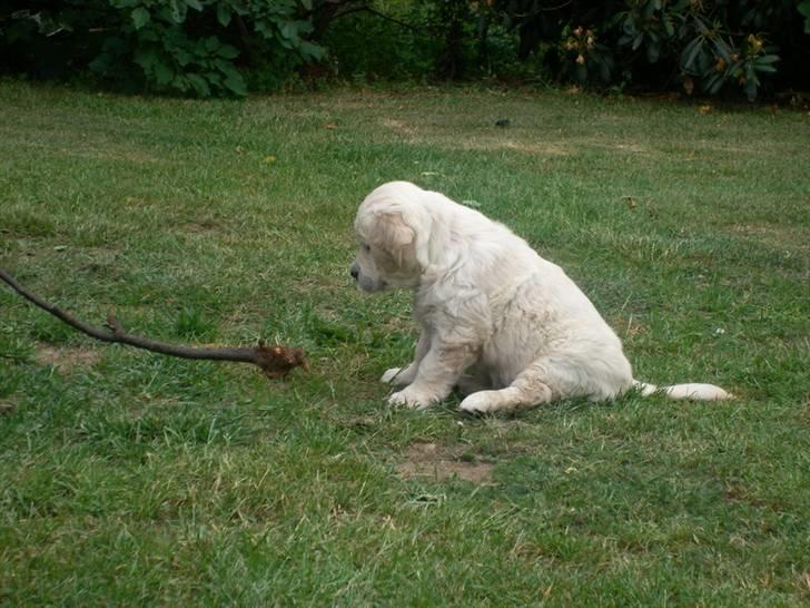 Golden retriever Lapija´s Bulder Balou billede 6