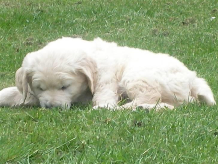 Golden retriever Lapija´s Bulder Balou billede 7