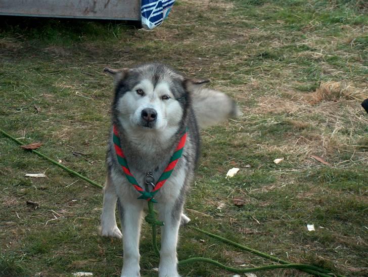 Alaskan malamute vipsen billede 1