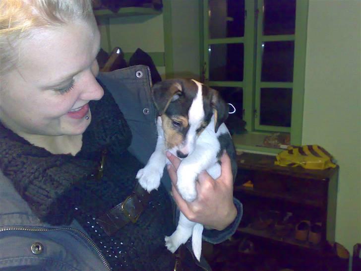 Jack russell terrier Enzo - Billedet er fra den dag jeg købte ham billede 1