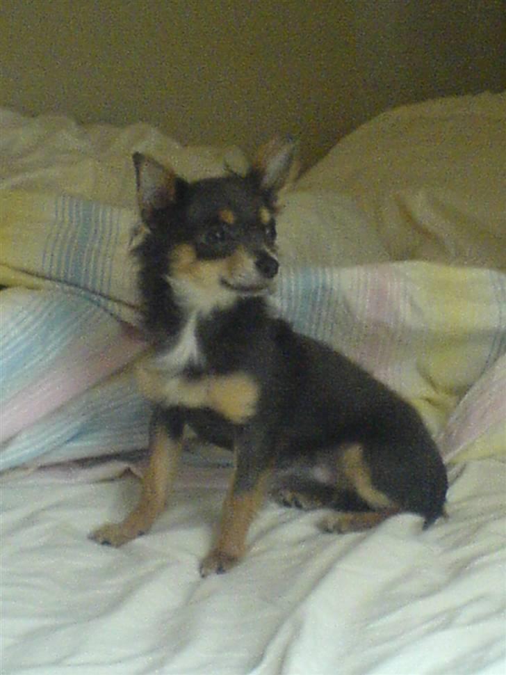 Chihuahua Dario billede 16