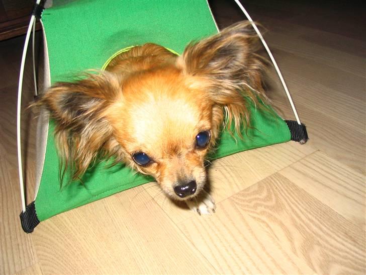 Chihuahua Zitta *R.I.P* - Halløjsa billede 2