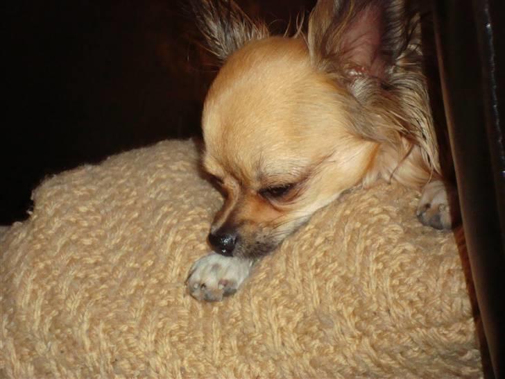 Chihuahua Zitta *R.I.P* - ahhh så slappes der af. billede 3