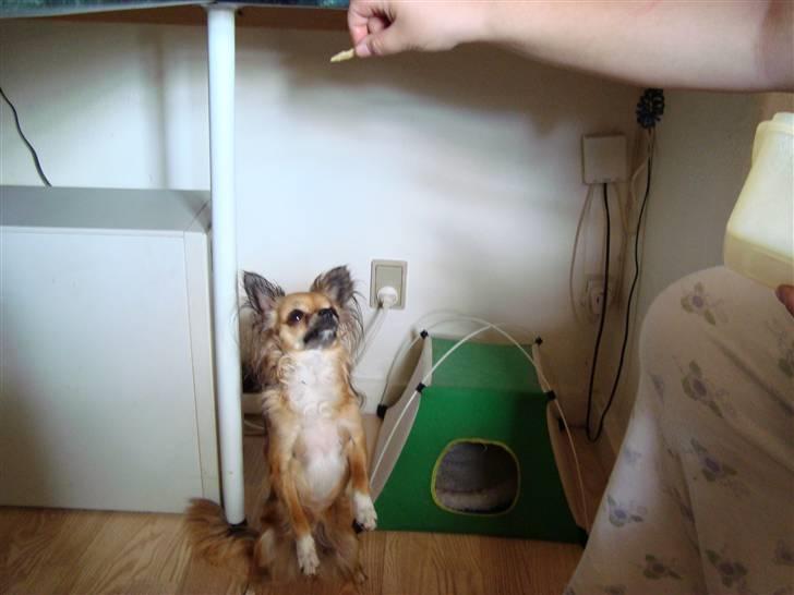 Chihuahua Zitta *R.I.P* - Se mig et af mine triks. billede 4