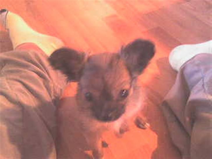 Chihuahua Zitta *R.I.P* - Zitta da vi lige havde fået hende. billede 5