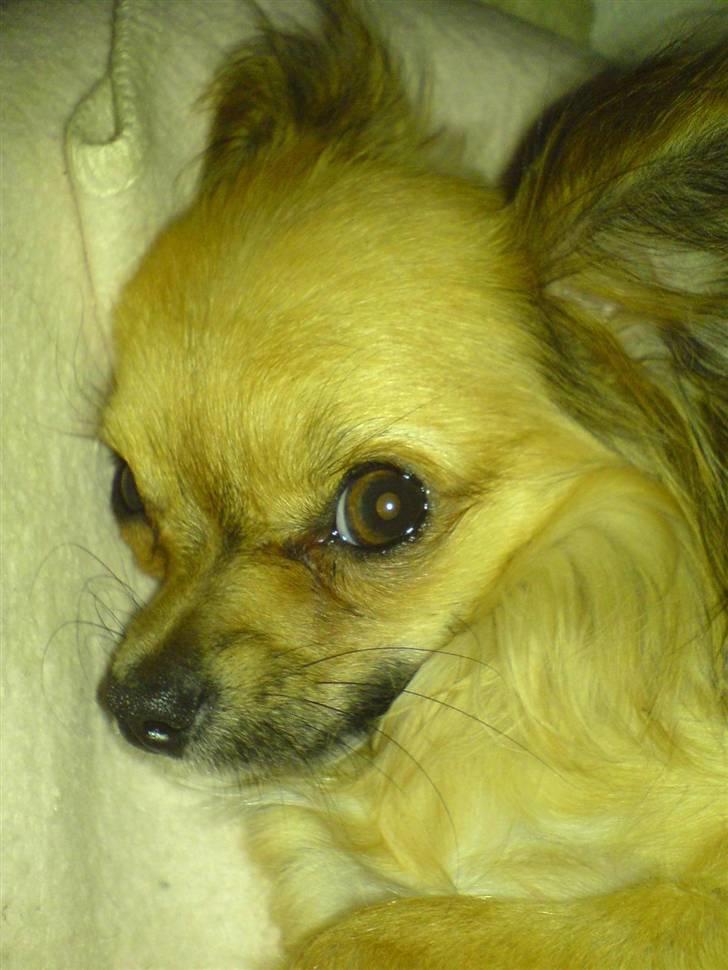 Chihuahua Zitta *R.I.P* - Hallo!! jeg prøver på at SOVE..         hihi billede 6