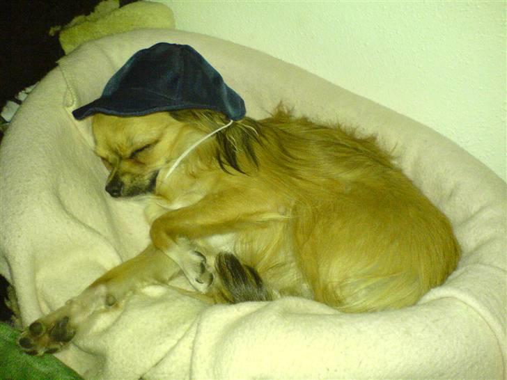 Chihuahua Zitta *R.I.P* - Det ta´jeg hatten af for, hun er helt udkørt. billede 7