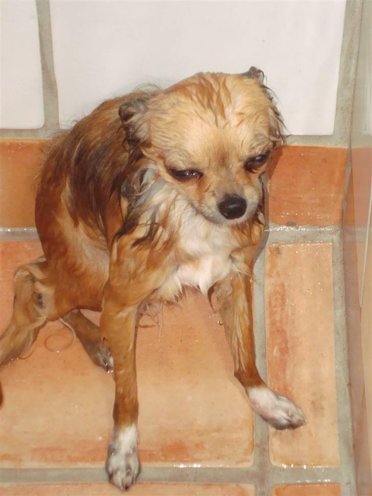 Chihuahua Zitta *R.I.P* - Baaad!! billede 8