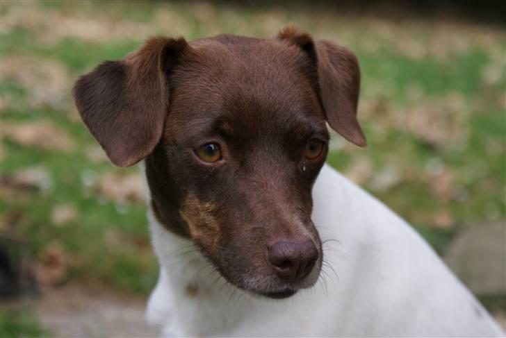 Dansk svensk gaardhund | Snoopy - sødt ikk.<han er bare så køn! billede 1